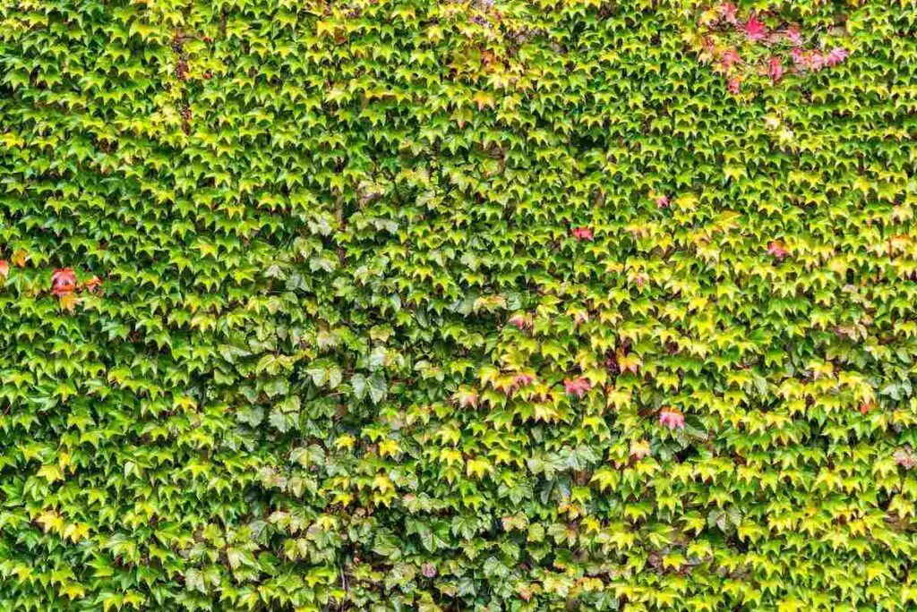 Ivy plant cocering red brick wall texture